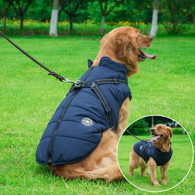 blue dog jacket