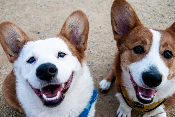 Raising a Happy Dog: Understanding Misbehavior as Communication