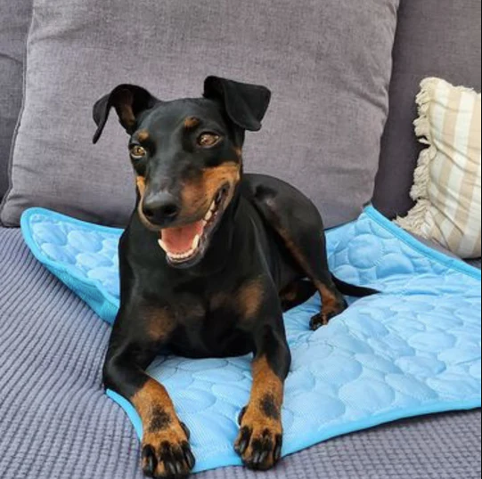 Cooling Mat for Pets